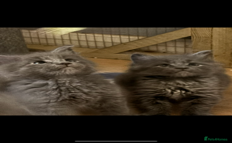 Maine Coon cats - Advert 15