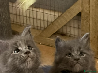 Maine Coon cats - Advert 16