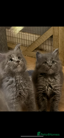 Maine Coon cats - Advert 23