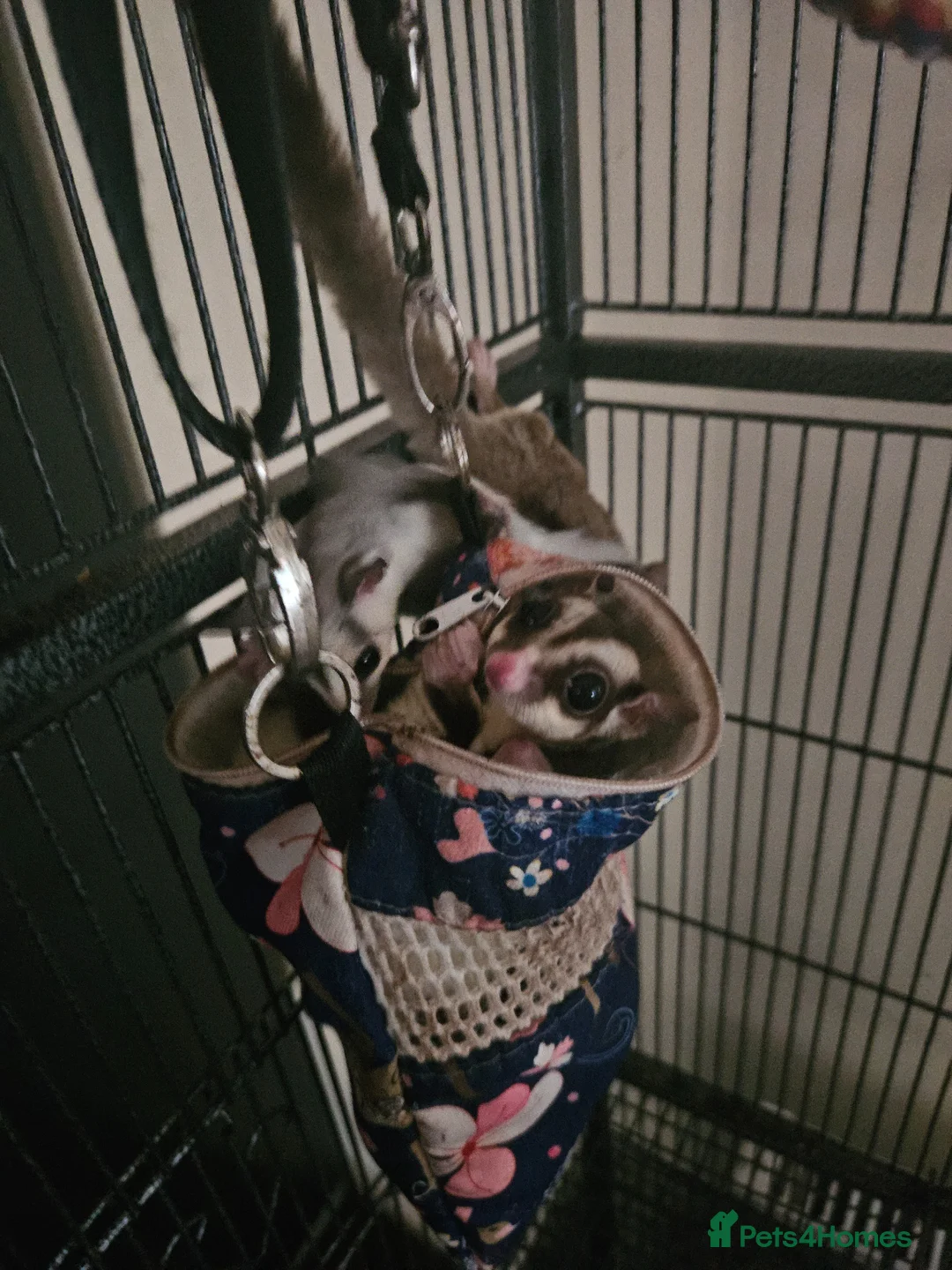 Sugar Glider rodents for sale: leucistic sugar gliders 1x male 1x female plusmore - Advert 12