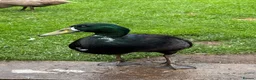 Ducks poultry for sale: Two Runner Drakes  - Advert 3