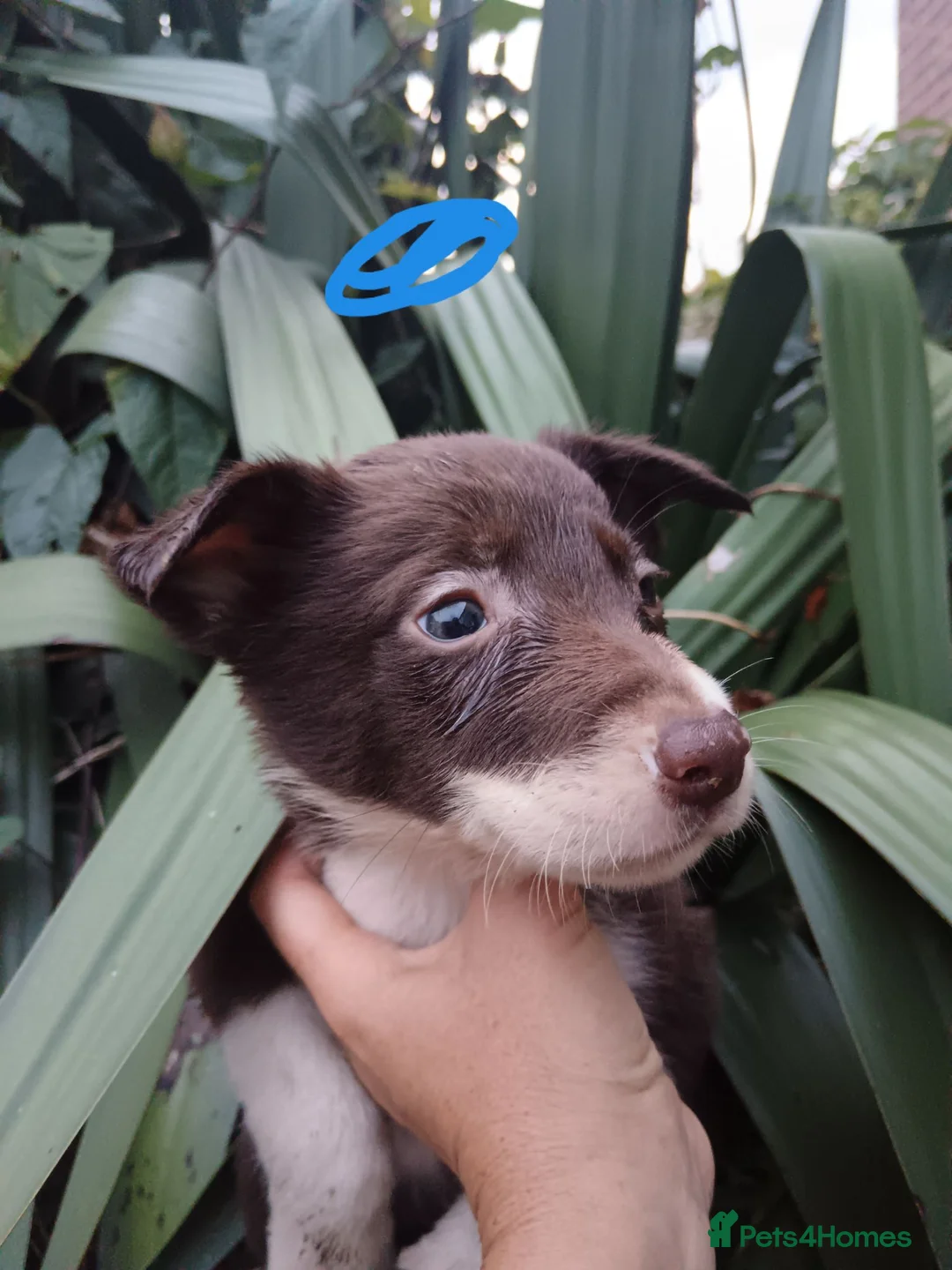 Border Collie dogs for sale: Border collie pups  - Advert 2
