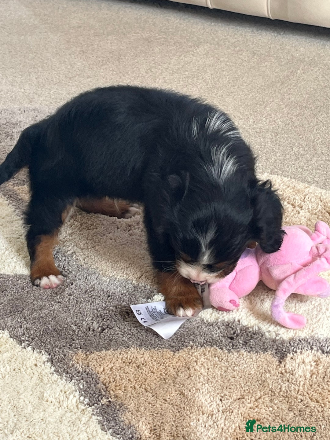 Cavapoo dogs for sale: Tri cavapoo puppy ready now  - Image 9