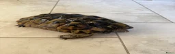 Hermann Tortoise reptiles for sale: 26 year old Hermann tortoise - Advert 1
