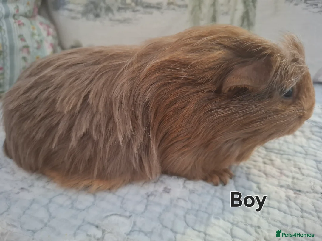 Guinea Pig rodents for sale: Beautiful Baby Guinea-pigs ready Now  - Advert 6