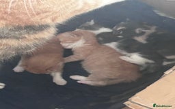 Mixed Breed cats for sale: Two male ginger kittens one female grey and beige  - Image 6