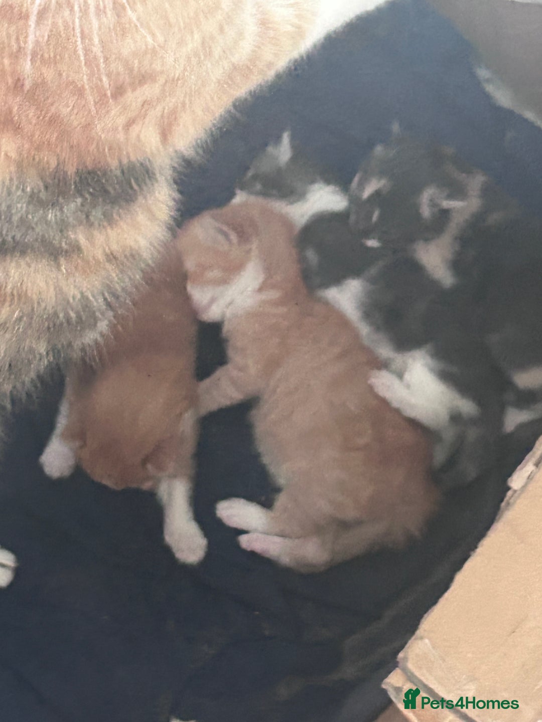 Mixed Breed cats for sale: Two male ginger kittens one female grey and beige  - Image 6