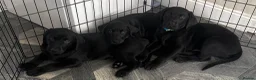 Labrador Retriever dogs for sale: READY FOR THEIR FOREVER HOMES EXCELLENT KC LABS - Advert 1