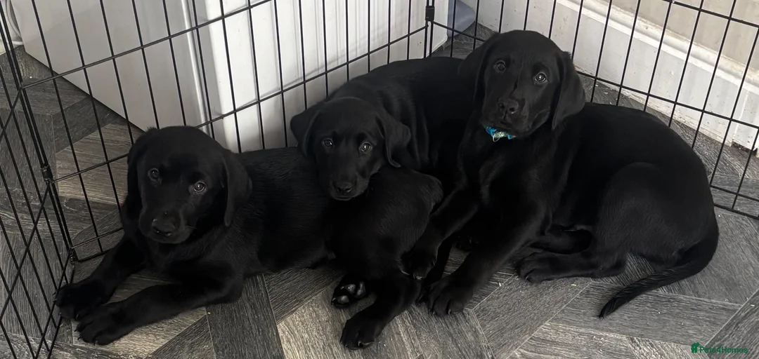 Labrador Retriever dogs for sale: READY FOR THEIR FOREVER HOMES EXCELLENT KC LABS - Advert 1