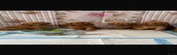 Cavapoo dogs for sale: Cavapoo puppy’s  in Slough - Advert 2
