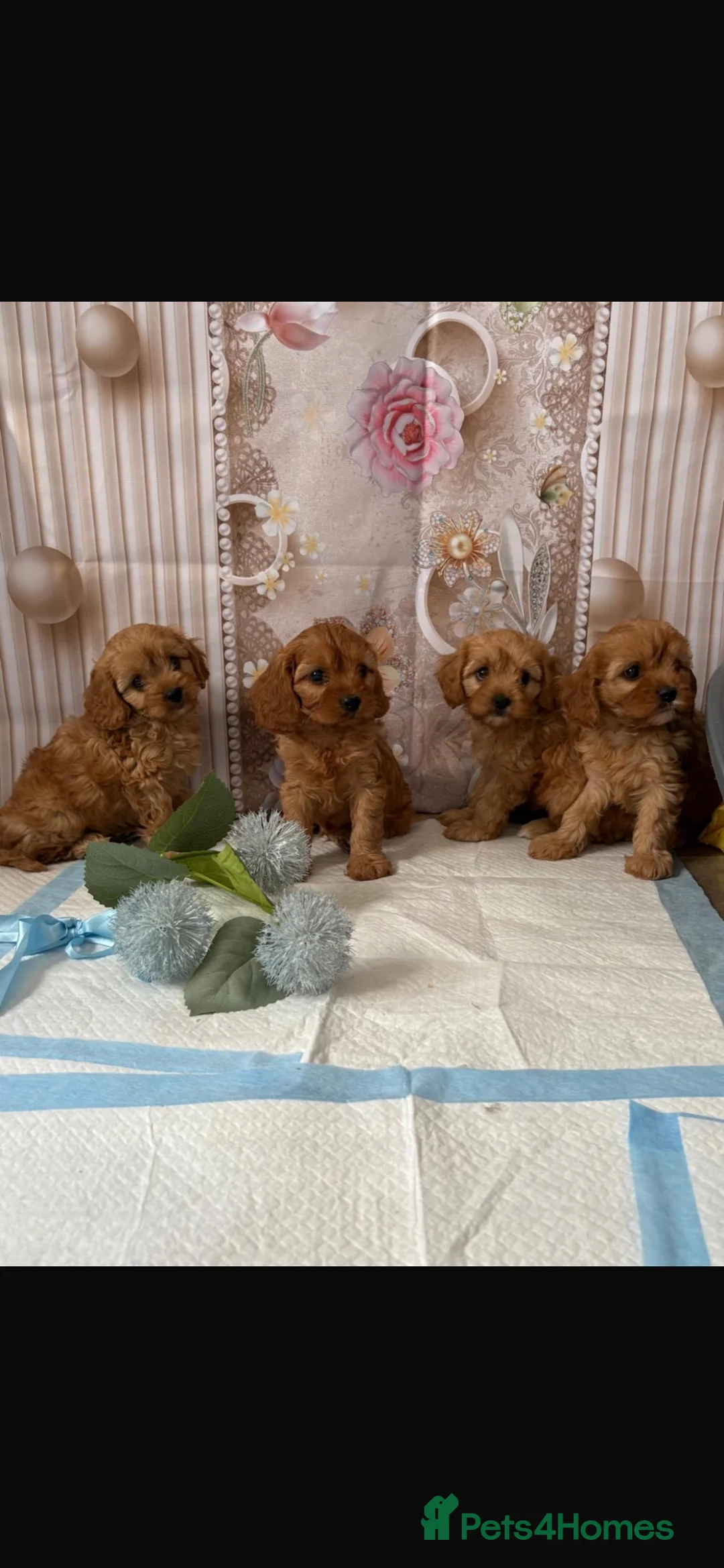 Cavapoo dogs for sale: Cavapoo puppy’s  in Slough - Advert 2