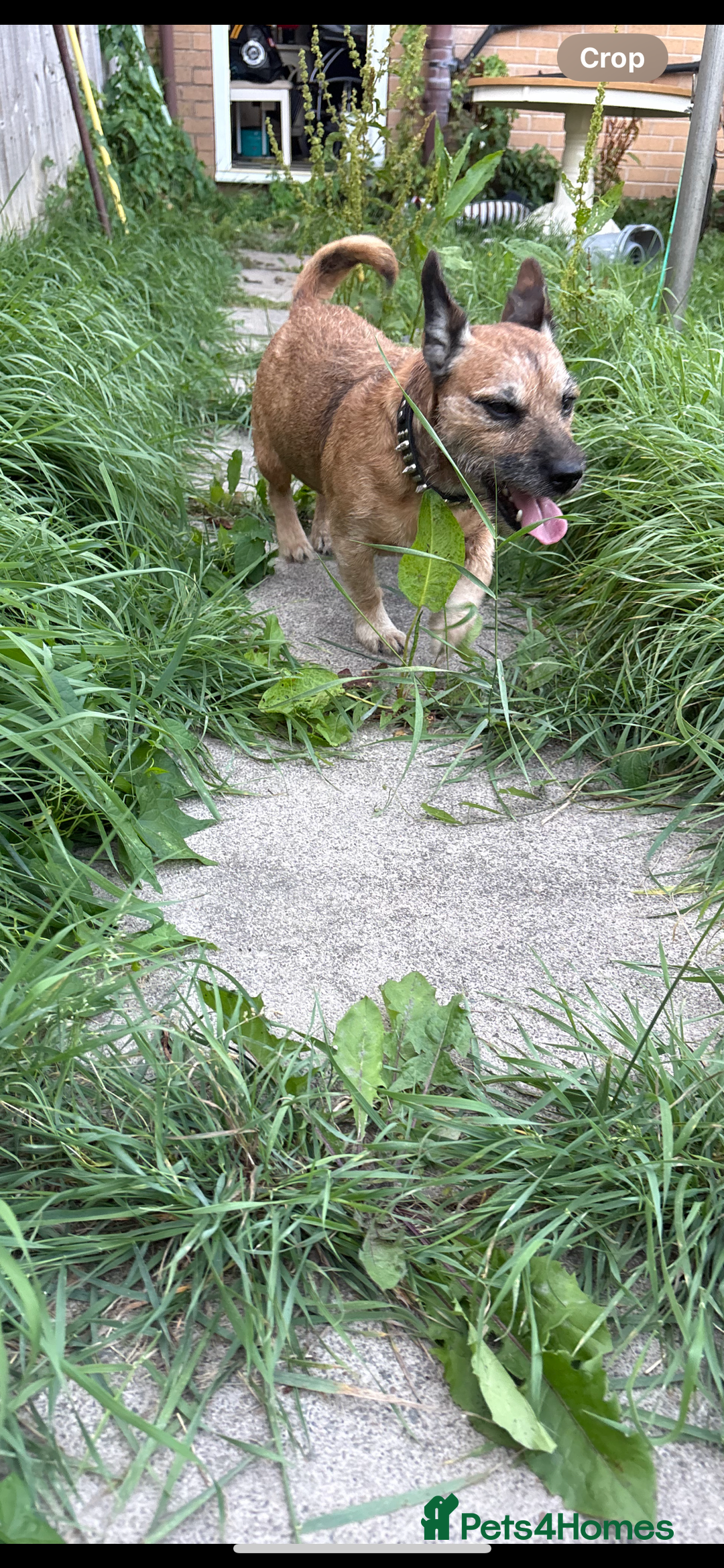 Mixed Breed dogs for sale: Terrier x jack russell - Advert 4