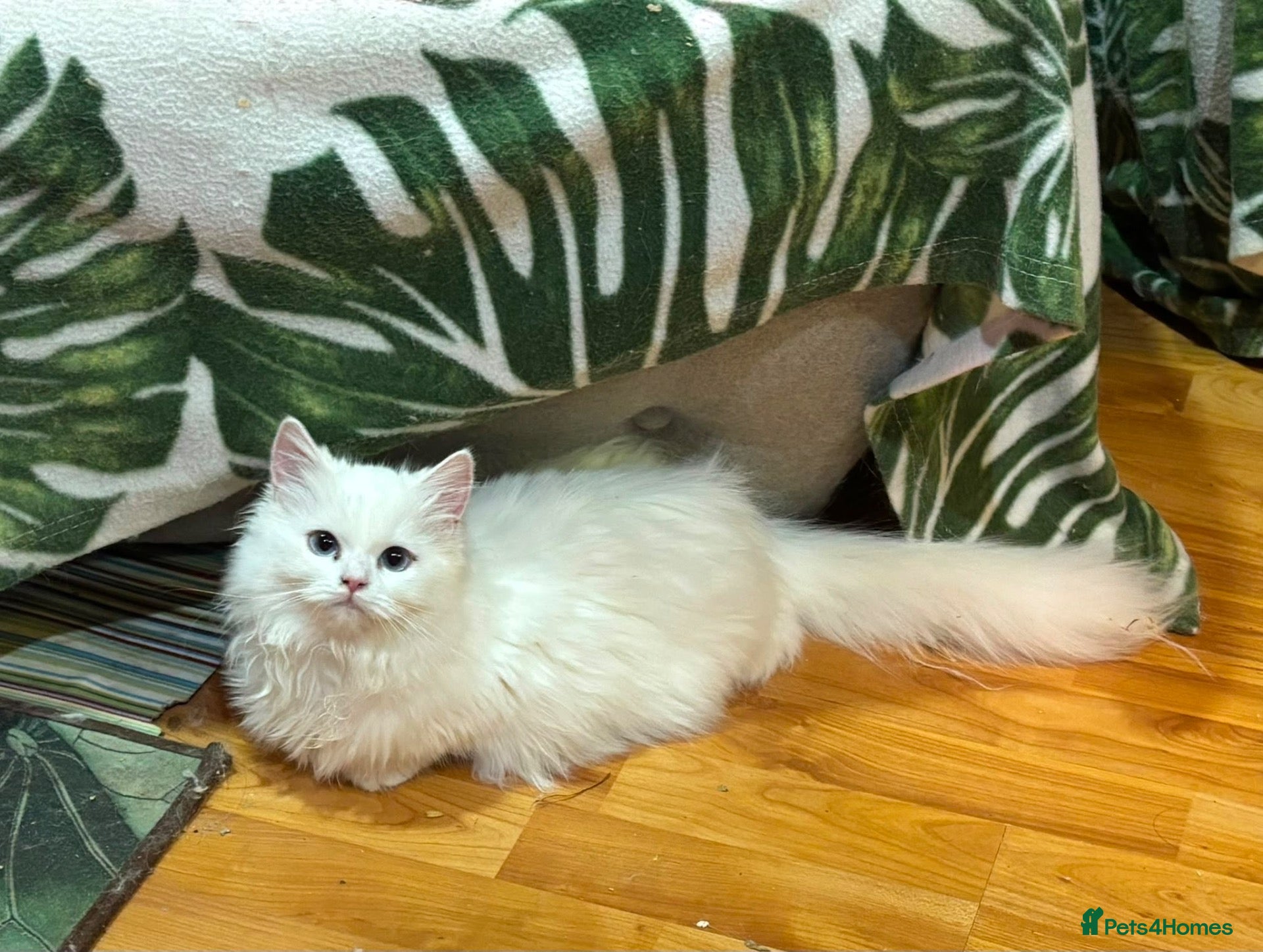 Munchkin cats ✨ Adorable TICA Registered Munchkin Kittens ✨ - Advert 2