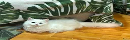 Munchkin cats for sale: ✨ Adorable TICA Registered Munchkin Kittens ✨ - Advert 7