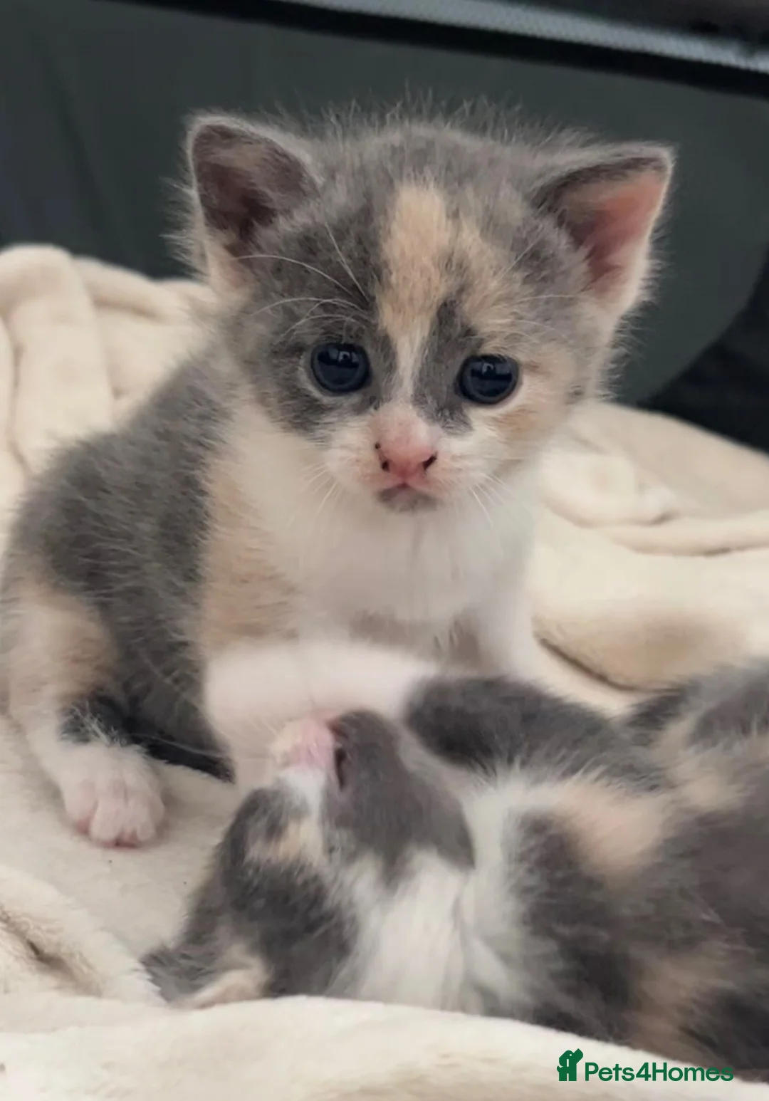 Russian Blue cats for sale: russian blue cross domestic short hair  - Advert 2