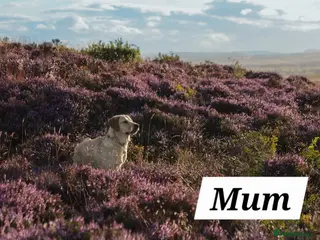 Golden Retriever dogs Expected Litter Golden Retriever / Golador Puppies - Advert 9