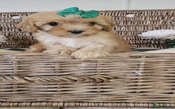 Cavapoo dogs for sale: Cavapoo puppies please call 07907327738 - Image 4