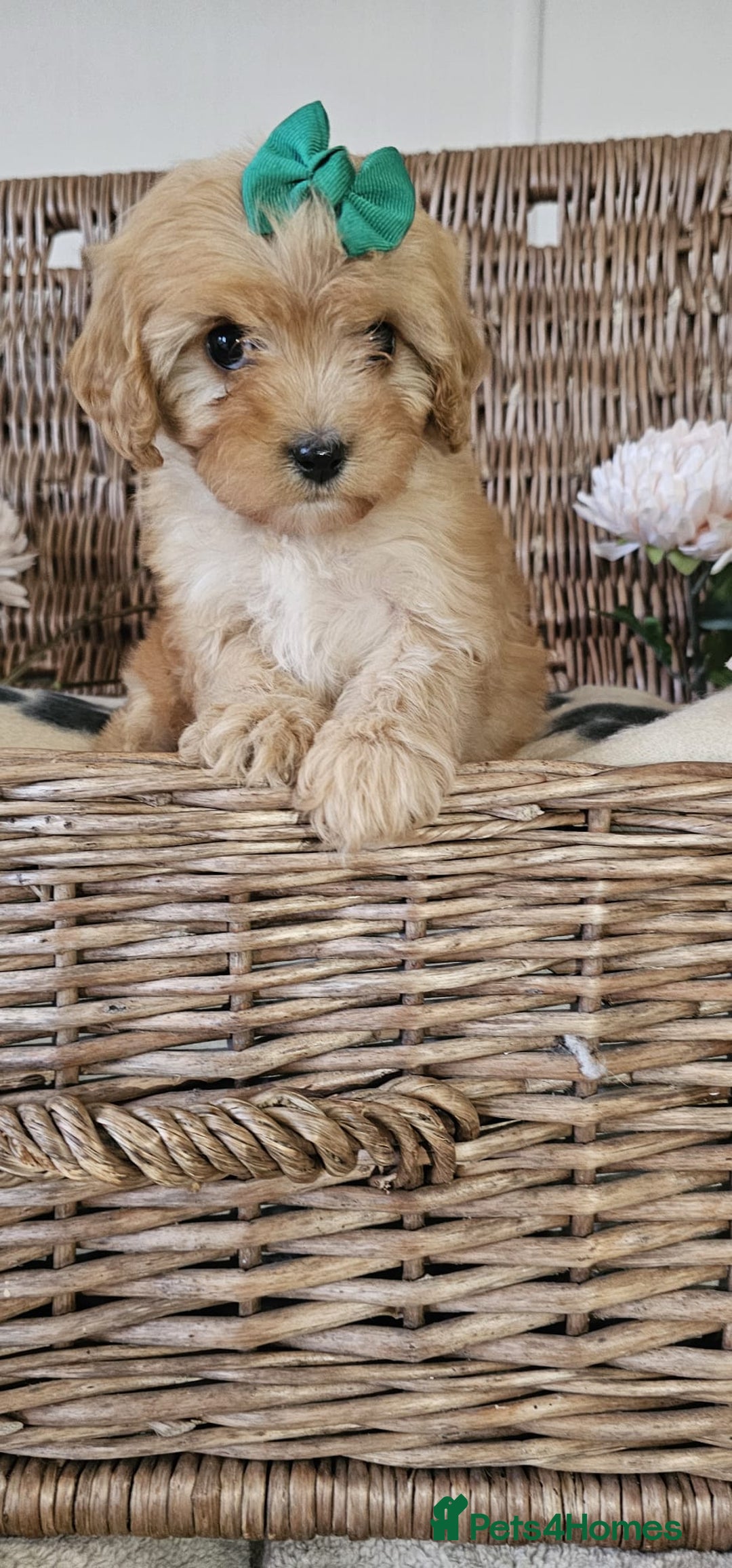 Cavapoo dogs for sale: Cavapoo puppies please call 07907327738 - Image 4