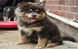 Pomsky dogs for sale: Stunning Pomsky Puppies Ready Now - Image 1