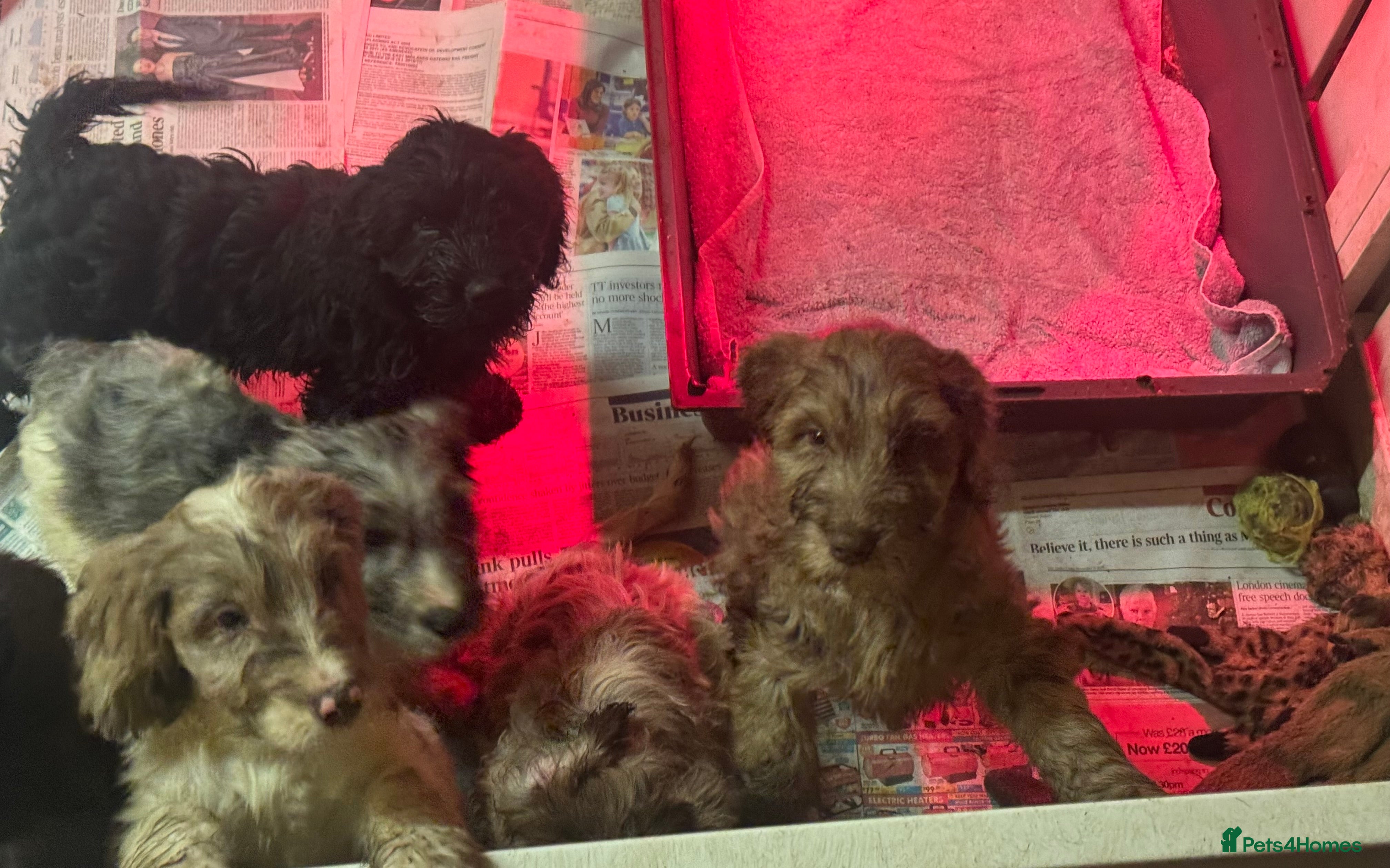 Cockapoo dogs PRICE REDUCED-F1 Rare Parti, Solid/Merle Cockapoos - Advert 18