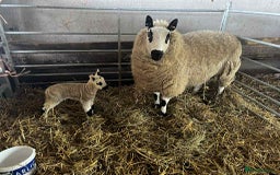 Sheep livestock for sale: Kerry Hill Tup, Ewes & Lambs  - Image 4