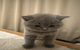 British Shorthair cats for sale: British Shorthair kittens Lilac/Blue 3 Girls 1 Boy - Image 17
