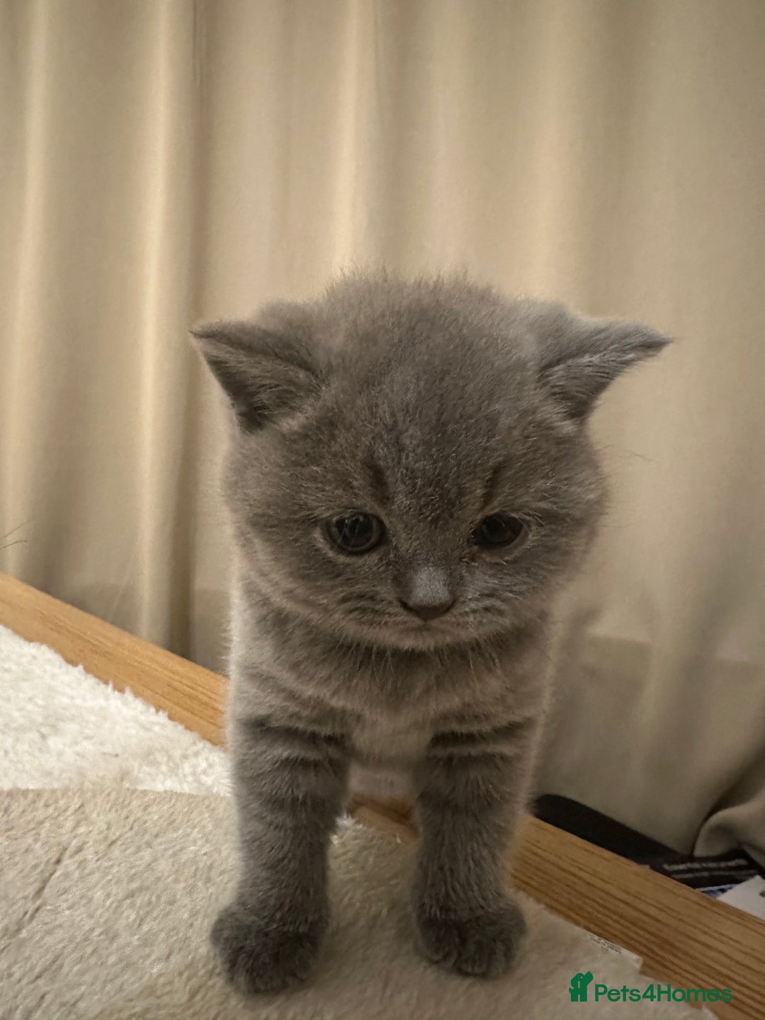 British Shorthair cats for sale: British Shorthair kittens Lilac/Blue 3 Girls 1 Boy - Image 17