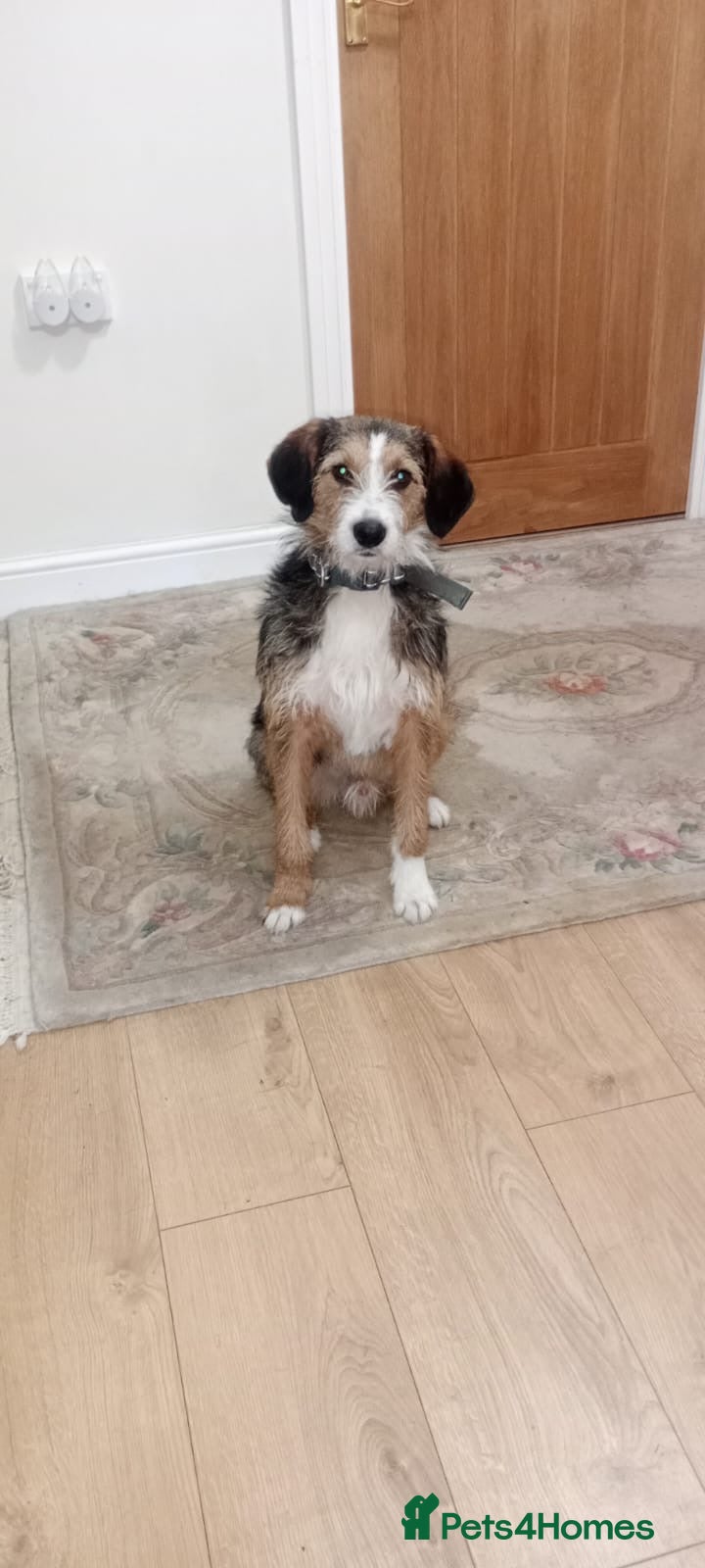 Mixed Breed dogs for sale: Ronnie & Reggie   - Advert 19