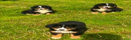 Bernese Mountain Dog dogs for sale: Beautiful Bernese Mountain pups available  in Carmarthen - Advert 7