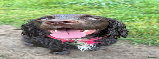 Pippa