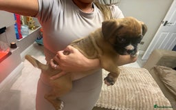 Boxer dogs for sale: Reduced Ready Now Kc Boxer Puppies - Image 37