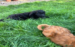 Cockapoo dogs for sale: Beautiful miniature Teddybear Cockerpoos puppies  - Image 18