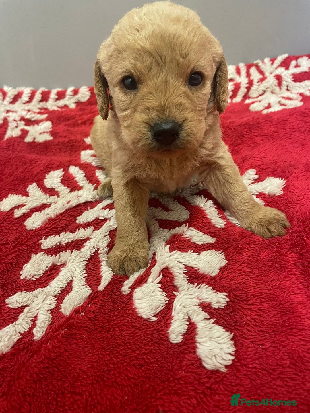 Labradoodle dogs for sale: F1 Labradoodle Puppies  - Advert 5