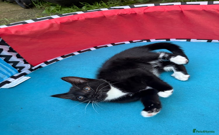 Domestic Shorthair cats - Advert 11