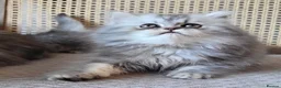 Munchkin cats for sale: Exceptional Quality & Extremely Rare Minuets - Advert 17