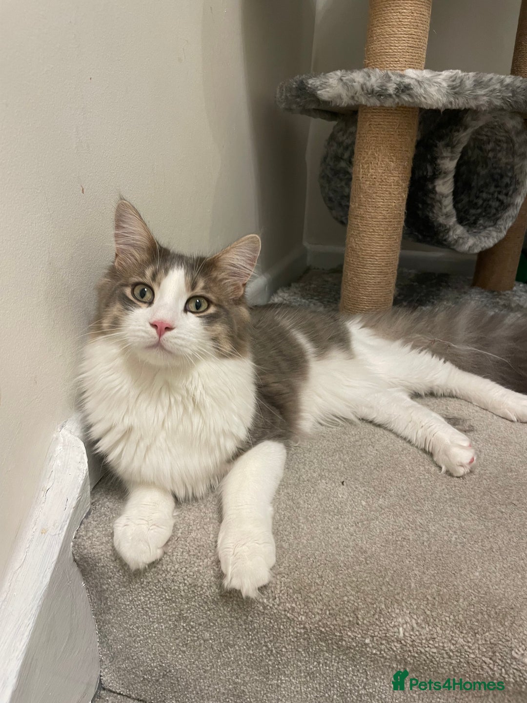 Maine Coon cats for sale: Maine coon x domestic kittens. One girl left - Image 5