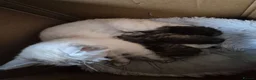 Persian cats for sale: 5 persian kittens - Advert 10