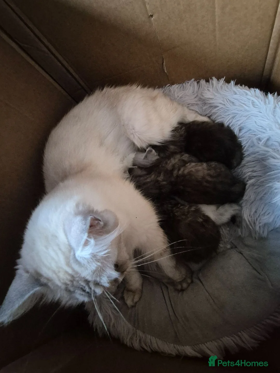 Persian cats for sale: 5 persian kittens - Advert 10