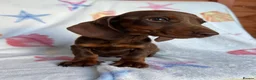 Miniature Dachshund dogs for sale: Minuture dachshund ready to leave - Advert 4