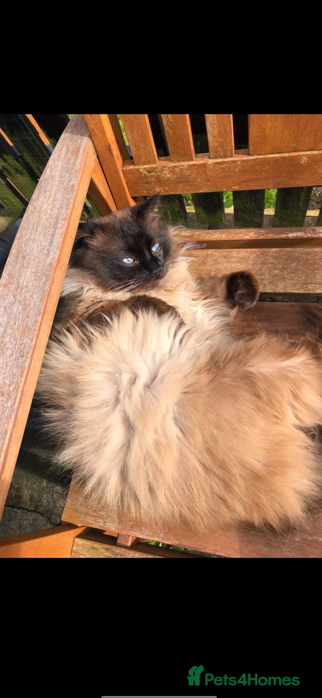 Ragdoll cats for sale: Mink ragdoll male - Advert 1