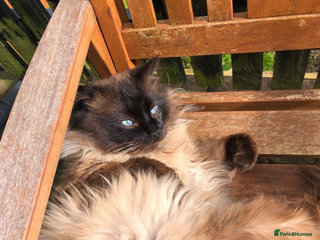 Ragdoll cats Mink ragdoll male - Advert 7