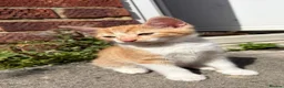 Mixed Breed cats for sale: Gorgeous kittens - Advert 6
