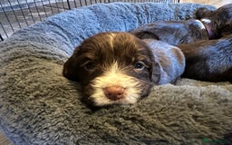 Cocker Spaniel dogs for sale: Working Cocker Spaniel Puppies - Image 13
