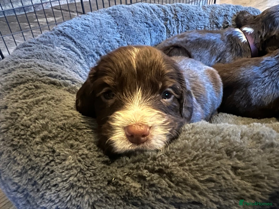Cocker Spaniel dogs for sale: Working Cocker Spaniel Puppies - Image 13