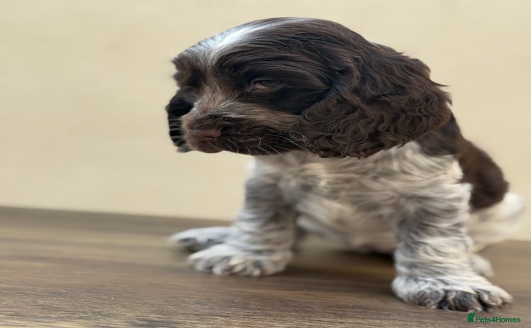 Cocker Spaniel dogs - Advert 2