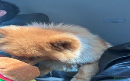 Pomeranian dogs for stud: Pomeranian Stud - Image 2