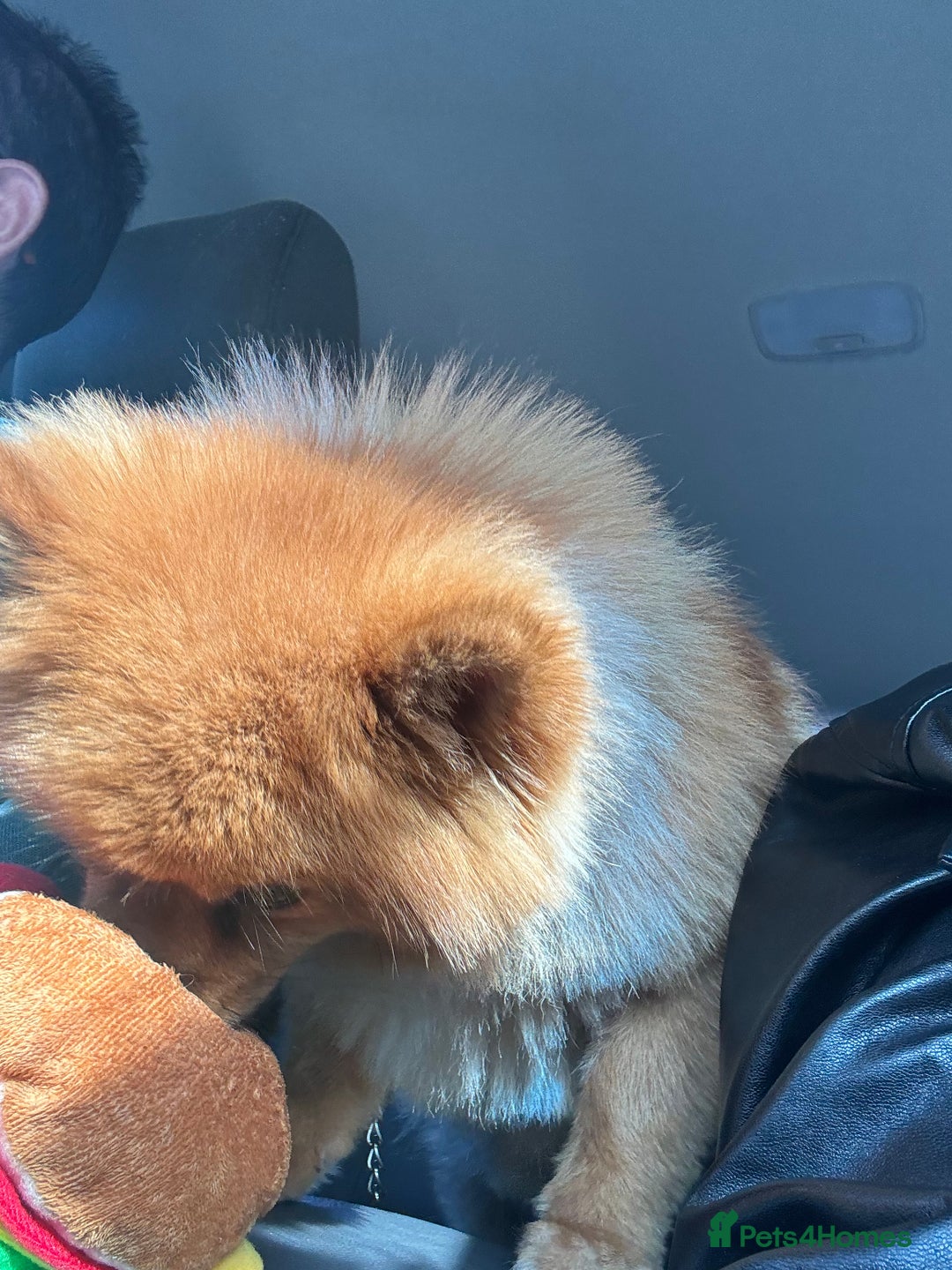 Pomeranian dogs for stud: Pomeranian Stud - Image 2
