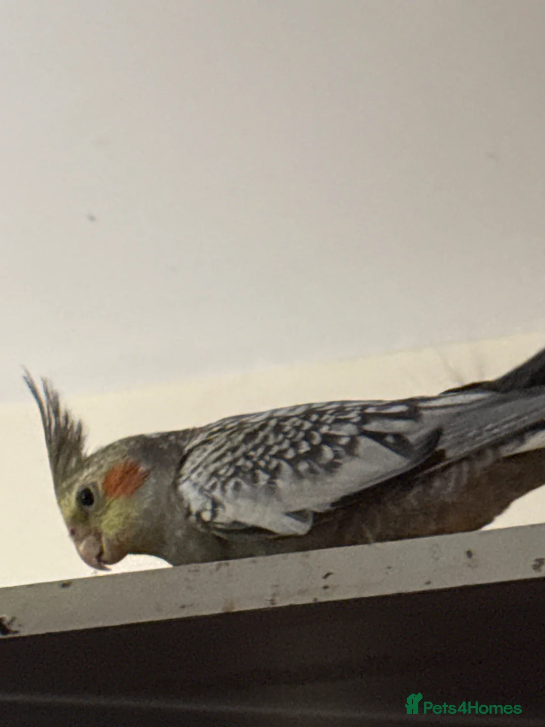 Cockatiels birds for sale: 9 Weeks Old Female Cockatiels - Advert 2