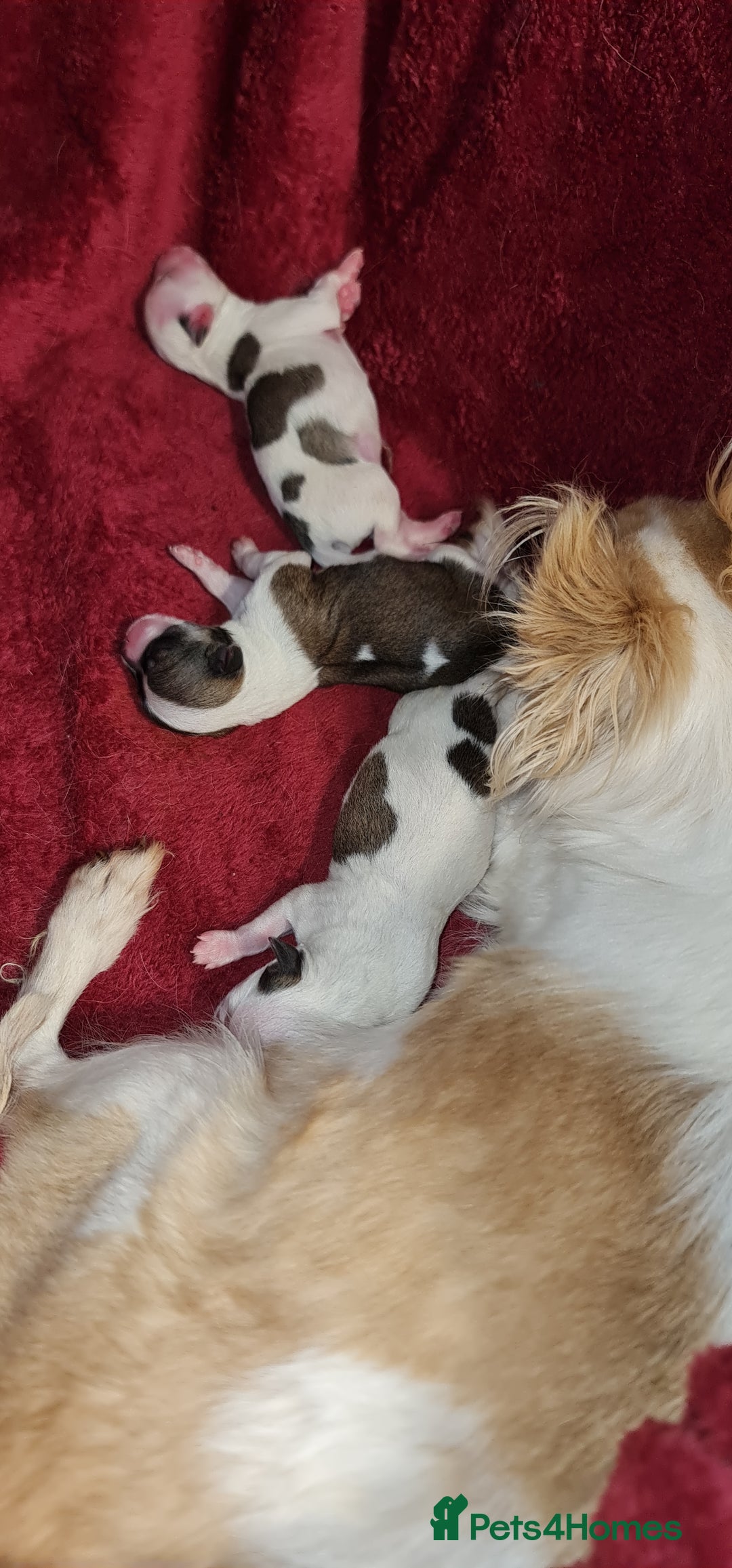 Chihuahua dogs for sale: Chihuahua for sale  - Advert 27