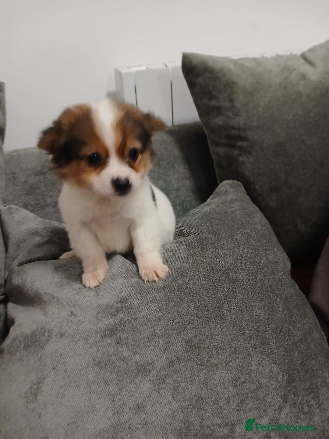 Jackapoo dogs for sale: 3 beautiful jackpoo 🐶 - Advert 1